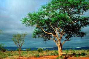 00199_africanlandscape_1680x1050
