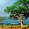 00199_africanlandscape_1680x1050
